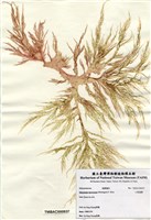 藏品(小果海膜)的圖片
